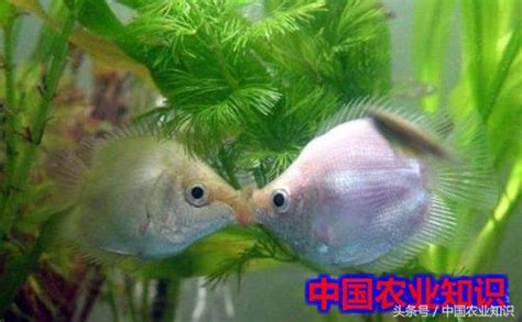 接吻魚飼養|[鬥魚科]接吻魚 